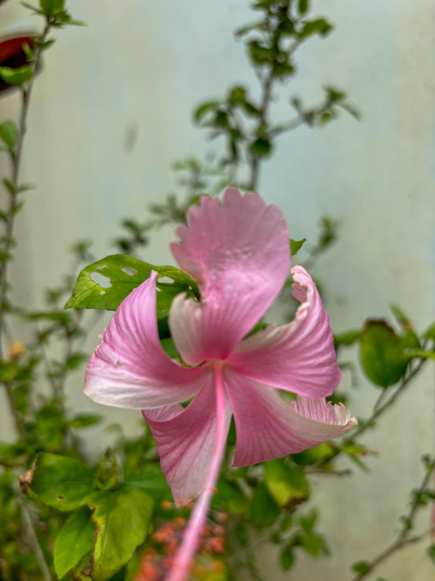 Bed and Breakfast Les Fleurs House à Khao Lak Extérieur photo